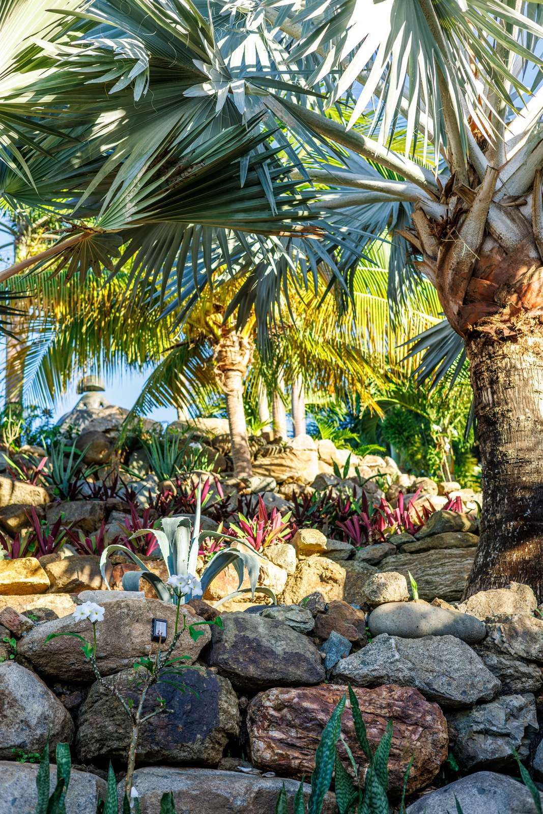 Lush tropical garden oasis perfect for peaceful outdoor moments