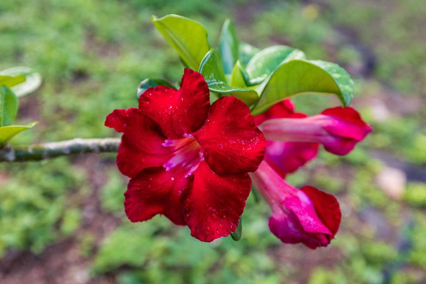 Vibrant red blooms adding color to your peaceful retreat