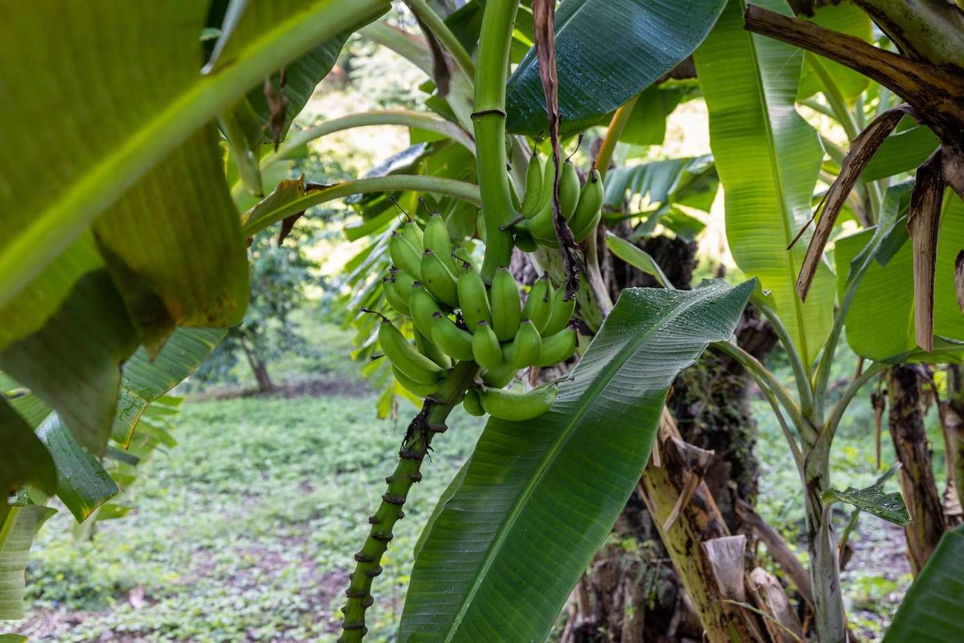 Lush banana grove retreat surrounded by vibrant greenery
