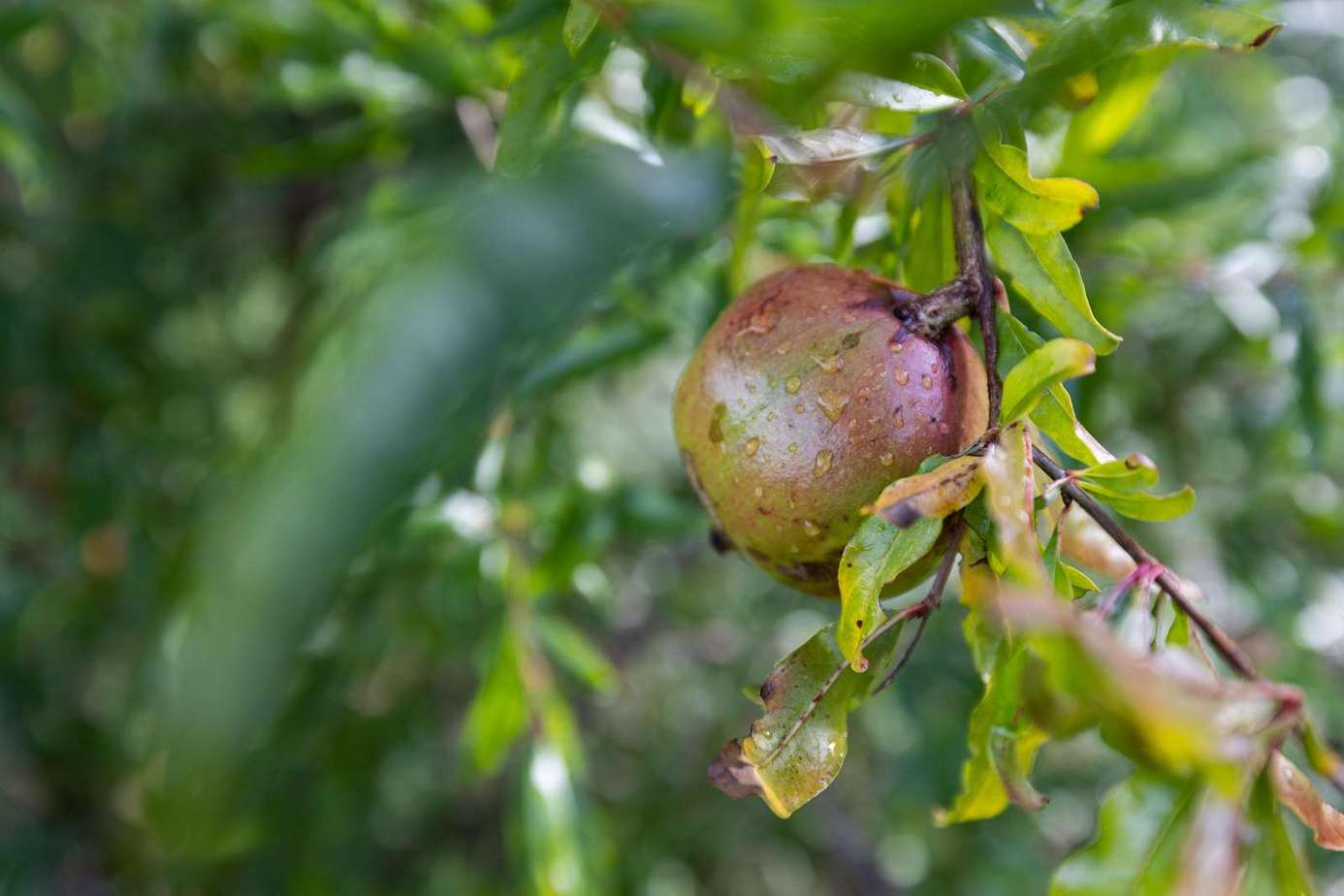 Ripe pomegranate hanging in lush garden greenery