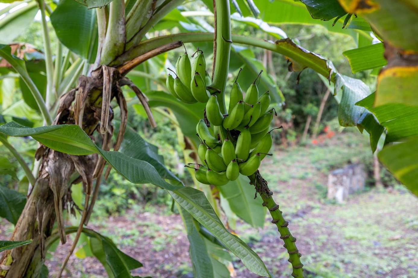 Lush garden view with fresh tropical banana clusters