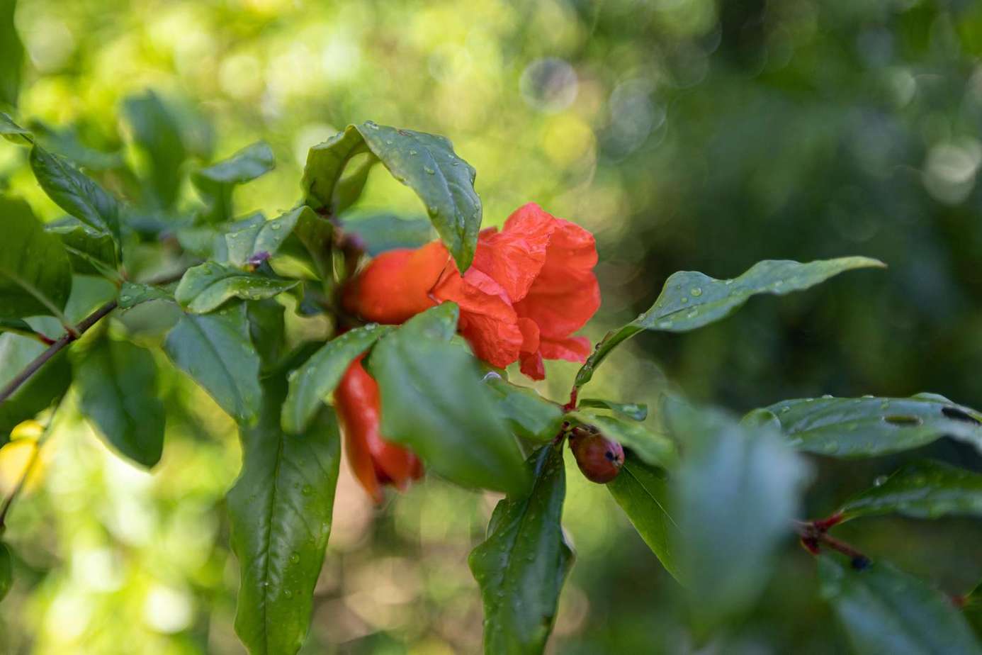 Lush garden blooms creating a peaceful outdoor retreat