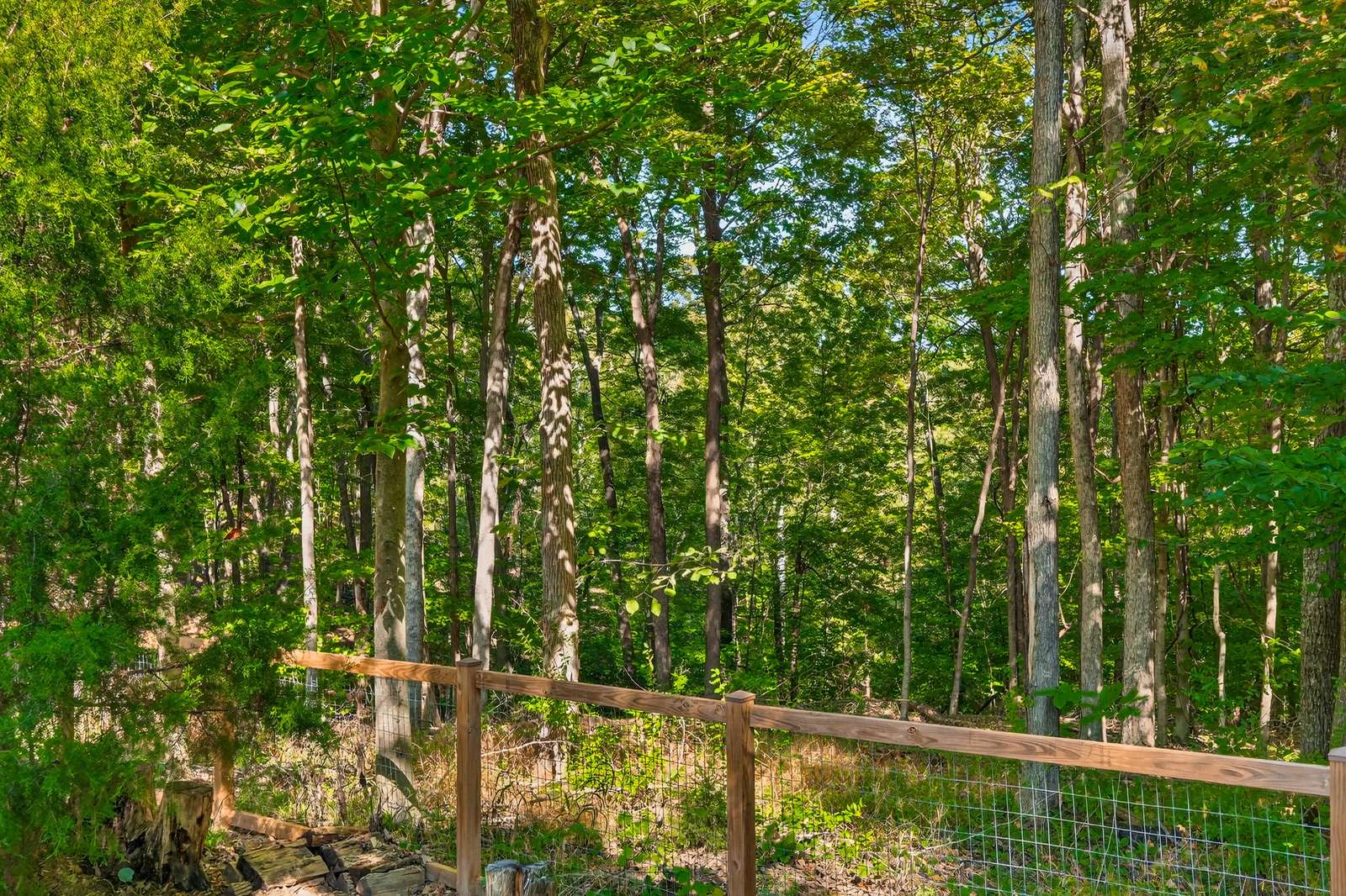 Tranquil forest view perfect for peaceful nature walks