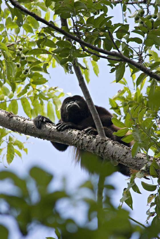 Your local neighbor, the howler monkey