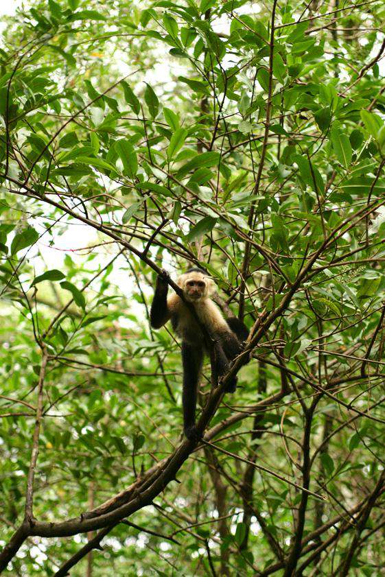 Capuchin or White-faced monkey