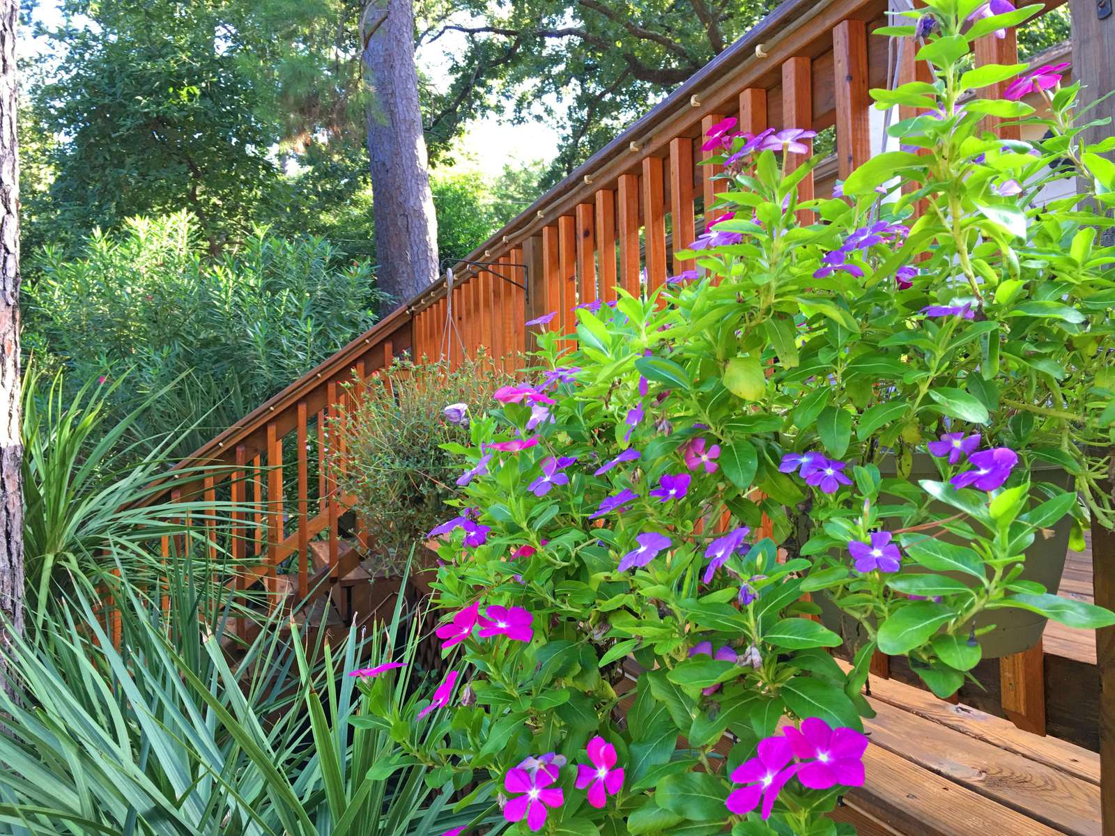 Some of the hanging baskets.