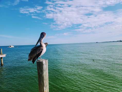 A pelican perched on weathered wooden post overlooks calm green waters beneath a partly cloudy blue sky.