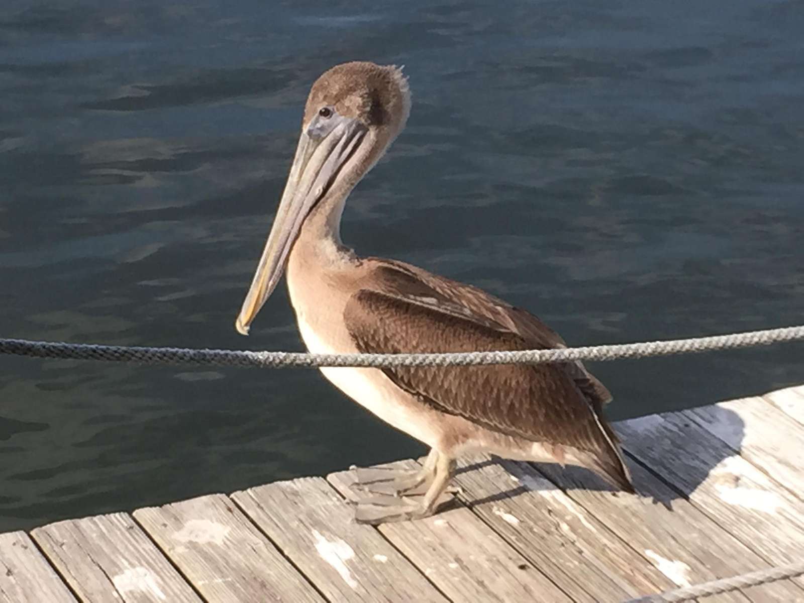 Pelican