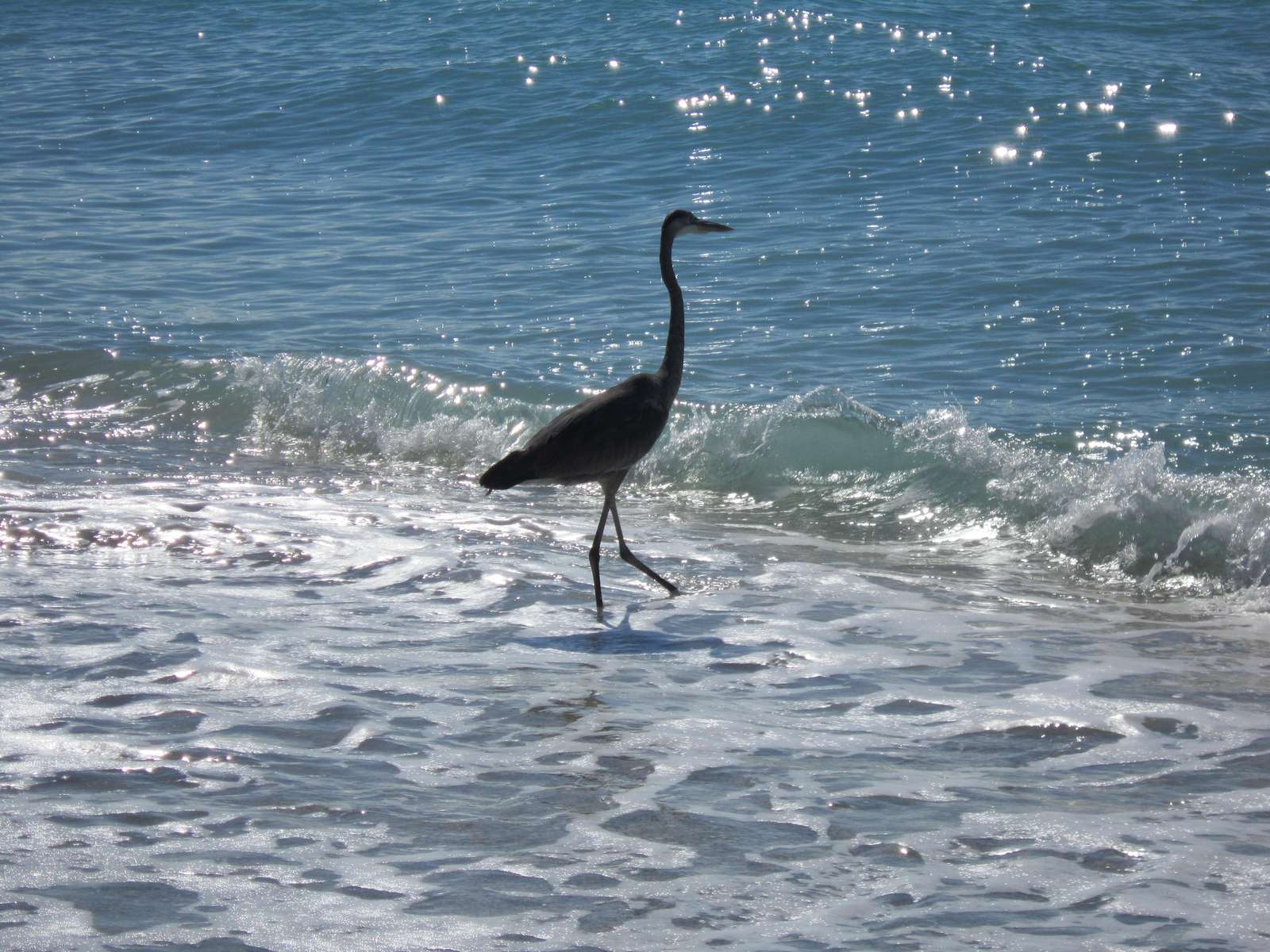 Stork in the Water