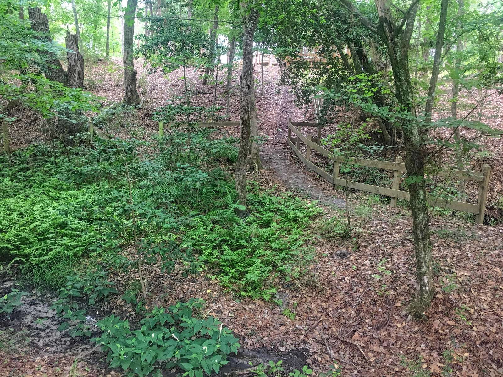 Take the trail down to the creek, or as mentioned take the easier trail.
