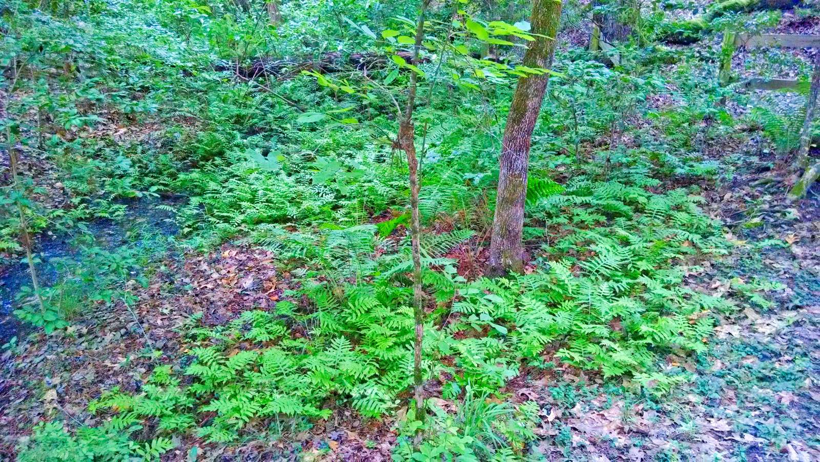I love the fern groves. The temperature seems considerably cooler in these areas.