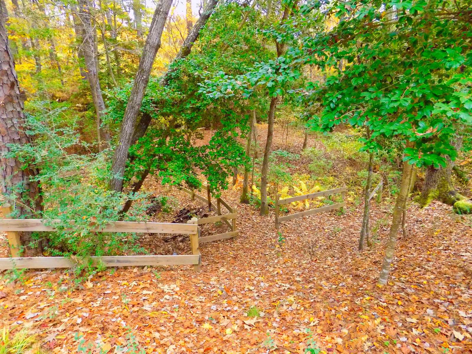 There are two ways down to the creek, this is the steeper one. The other is much easier.