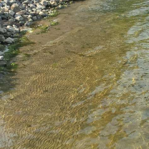 Sandy Shoreline