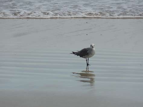 Wildlife Viewing