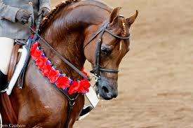 Minutes from the Arabian horse Show