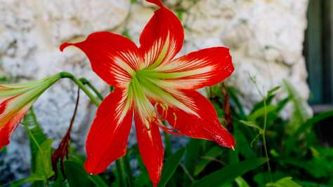 Close-up of a red and white amaryllis flower with green leaves against a textured stone wall background.