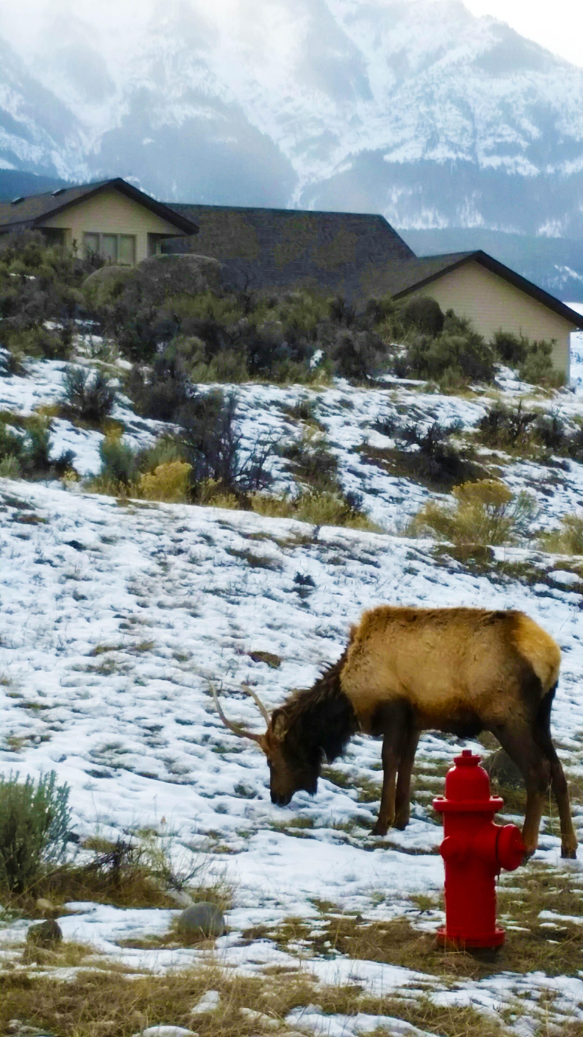 Elk in front of house