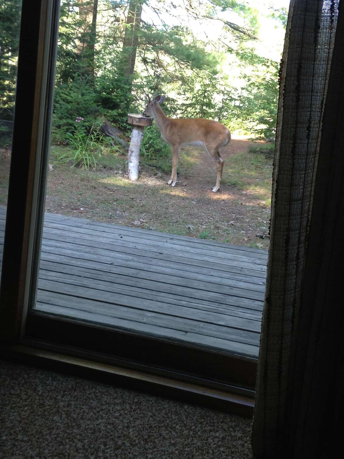 A deer visiting the property