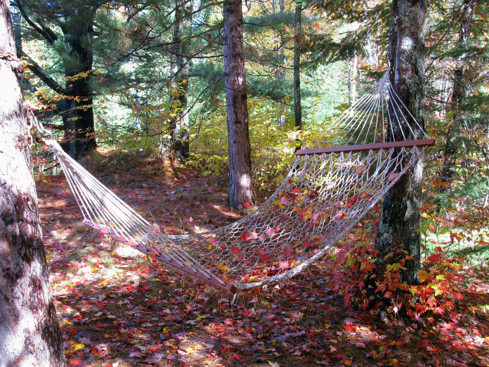 Hammock
