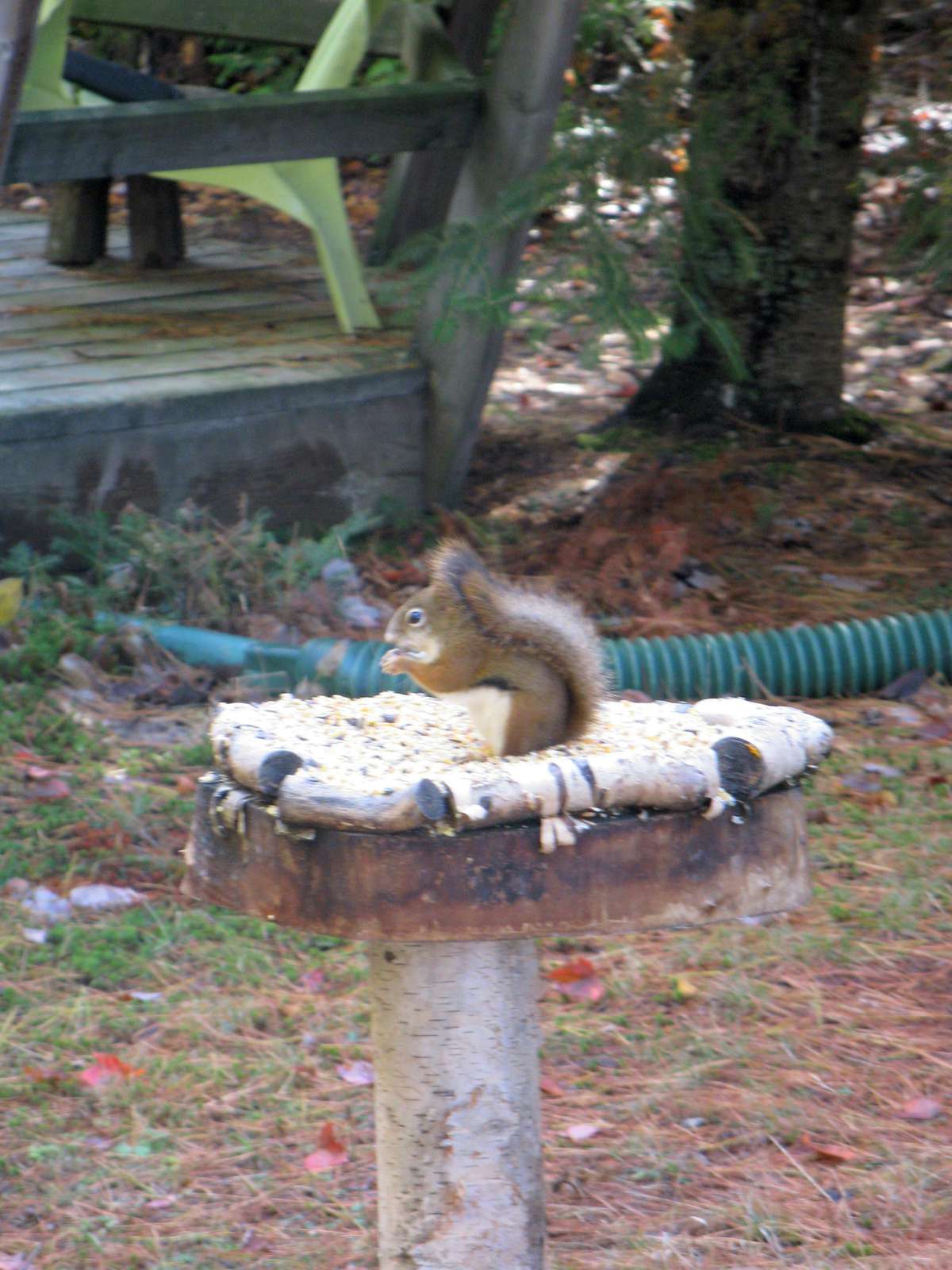 Wildlife