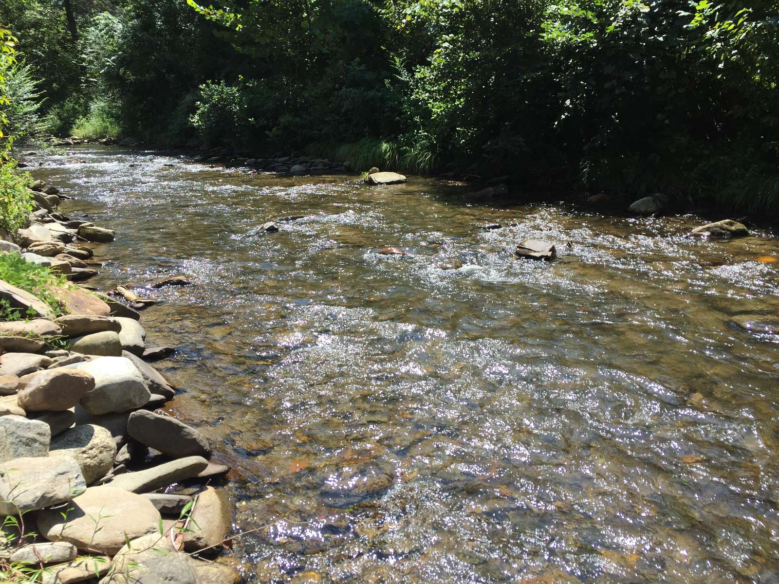 Looking to the opposite side of the Creek, surrounded by Nature! (Photo taken from the Fire Pit)