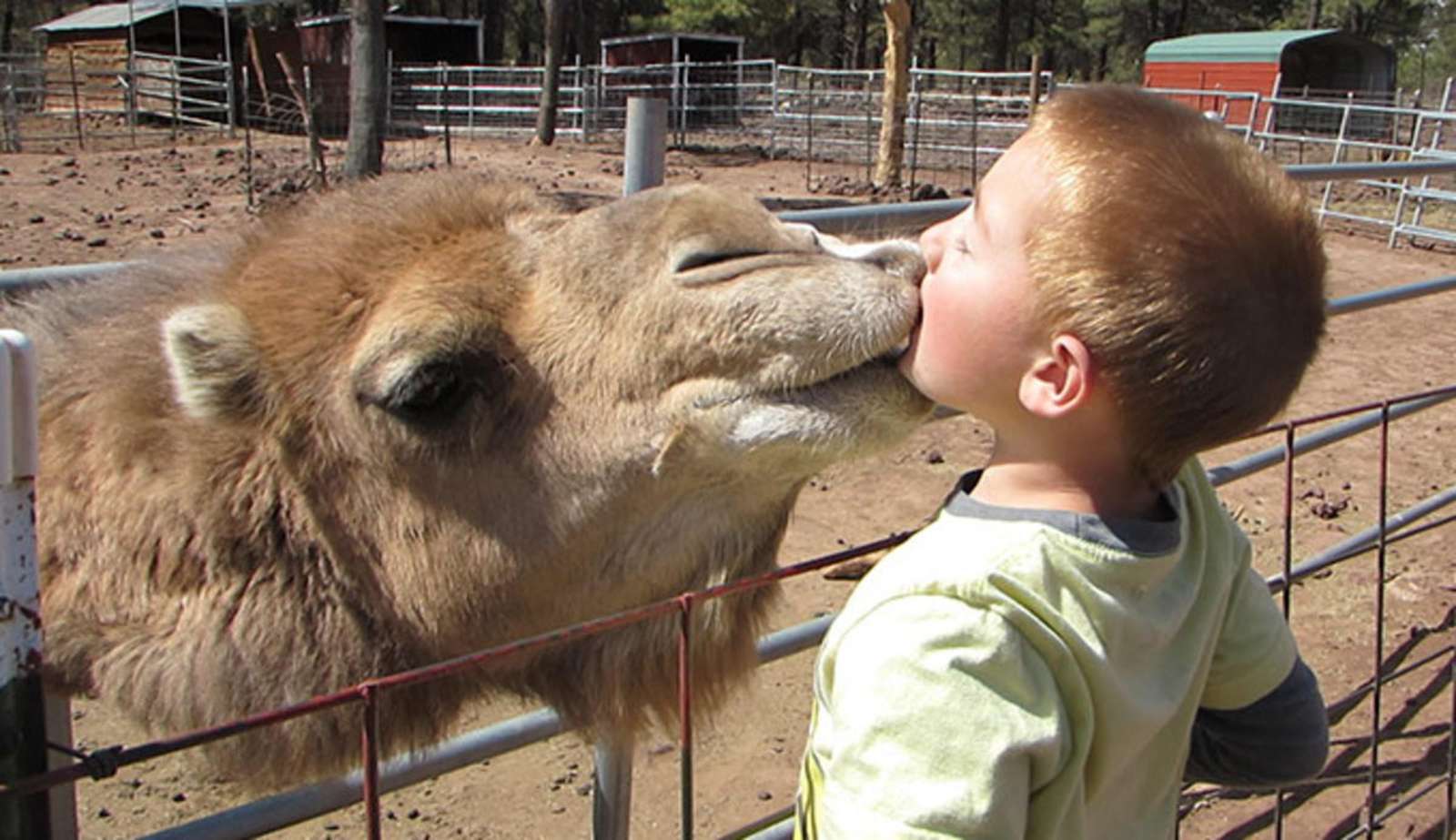 The Grand Canyon Deer Farm