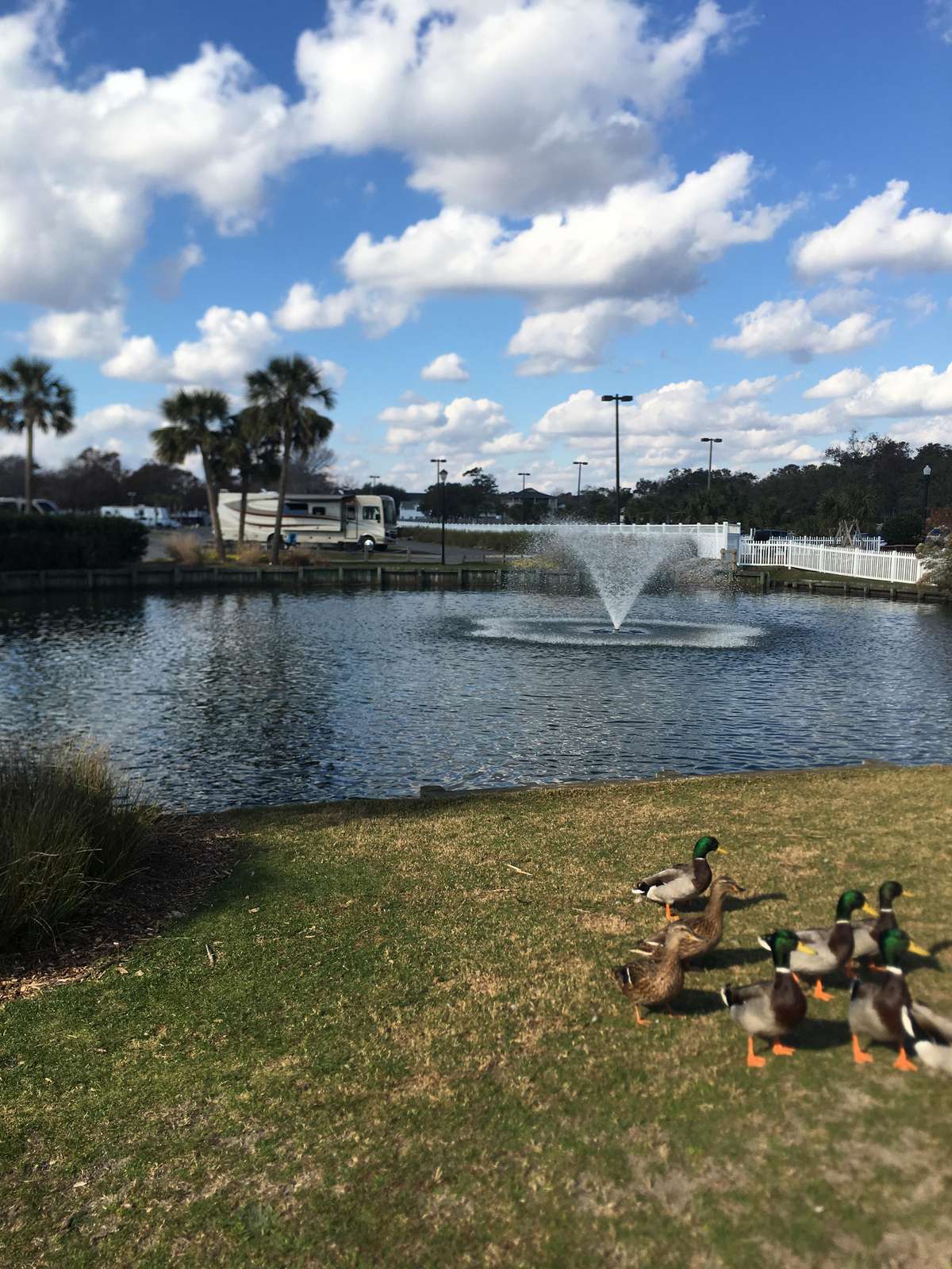 Ducks are always waiting to be feed