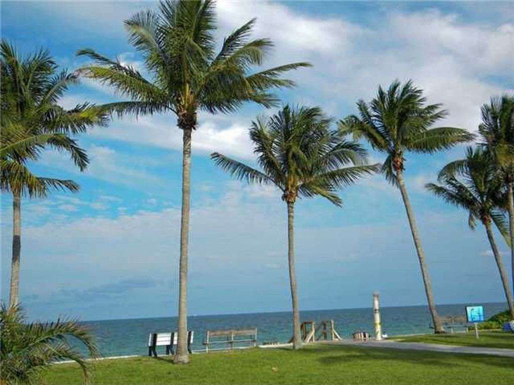Palm trees along beach