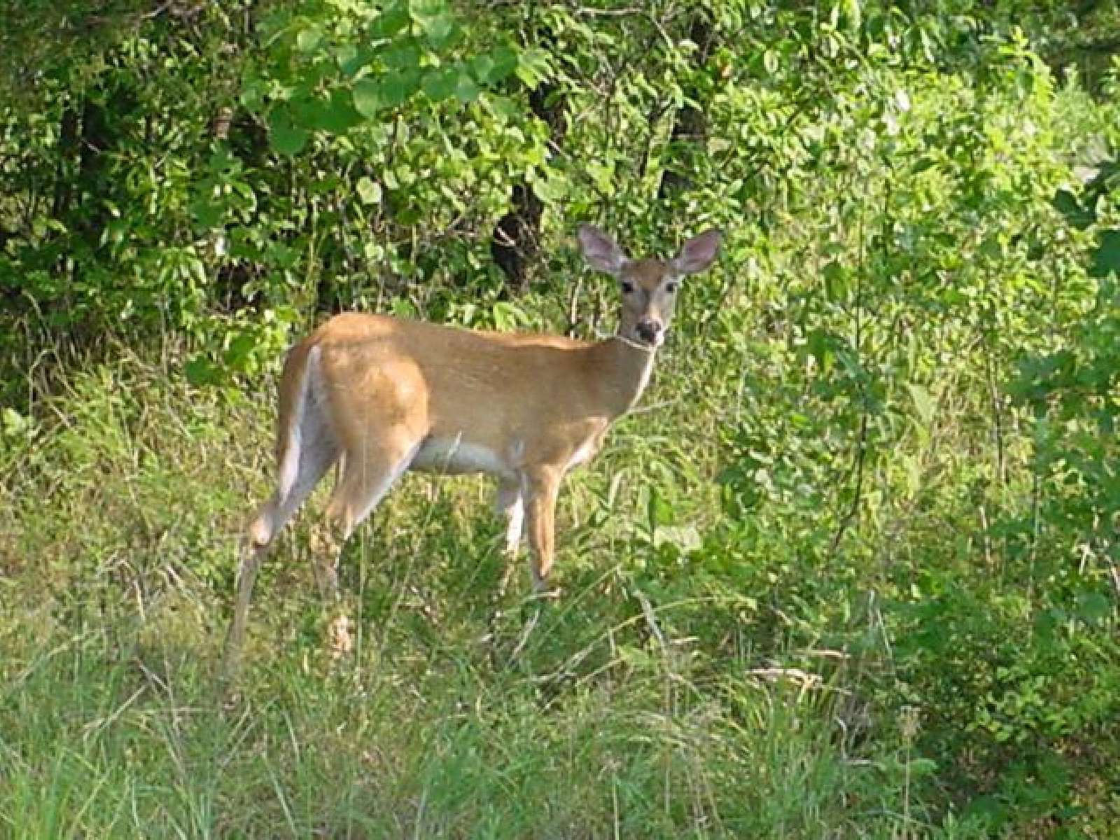 Some local wildlife