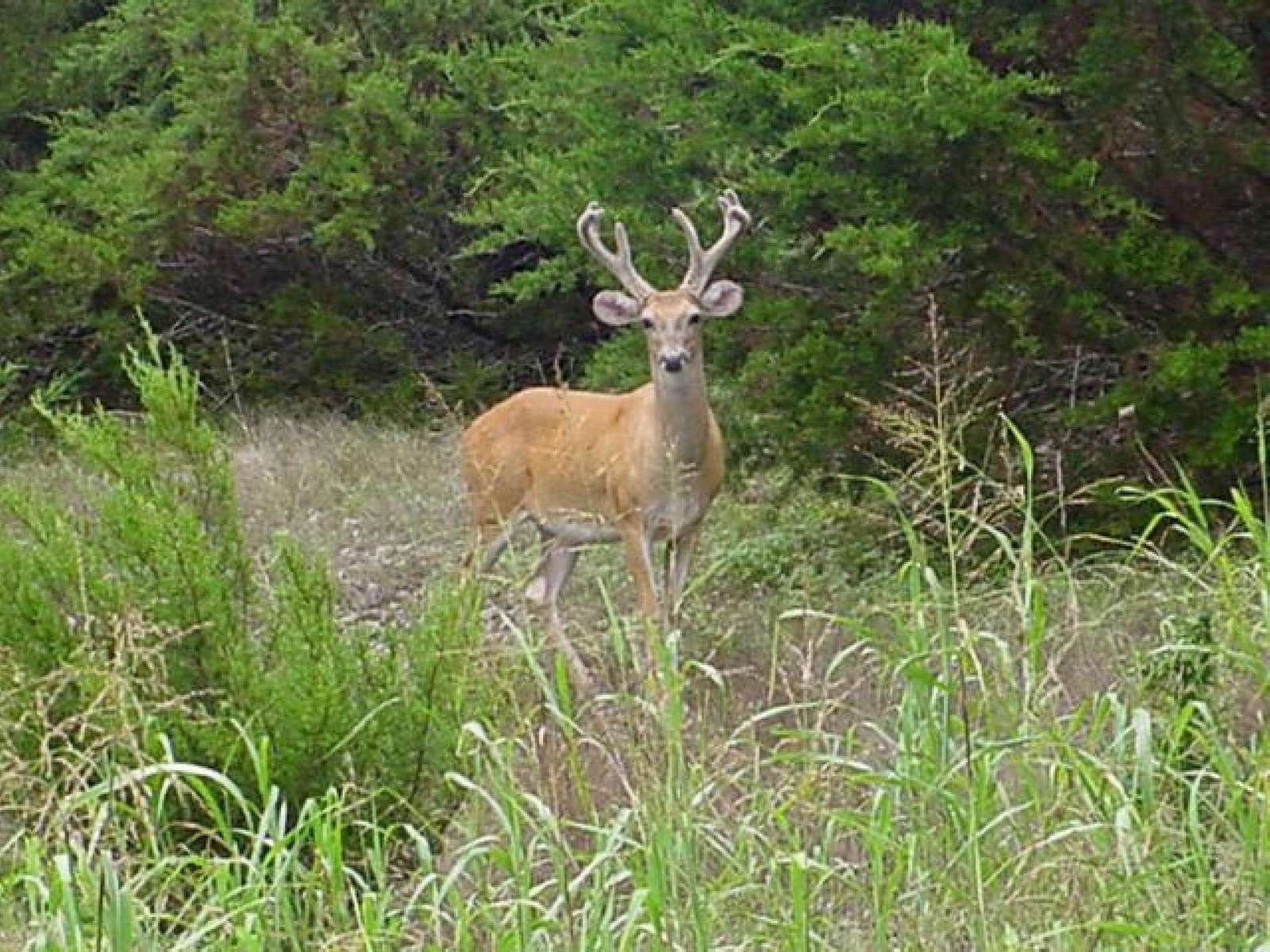 Some local wildlife