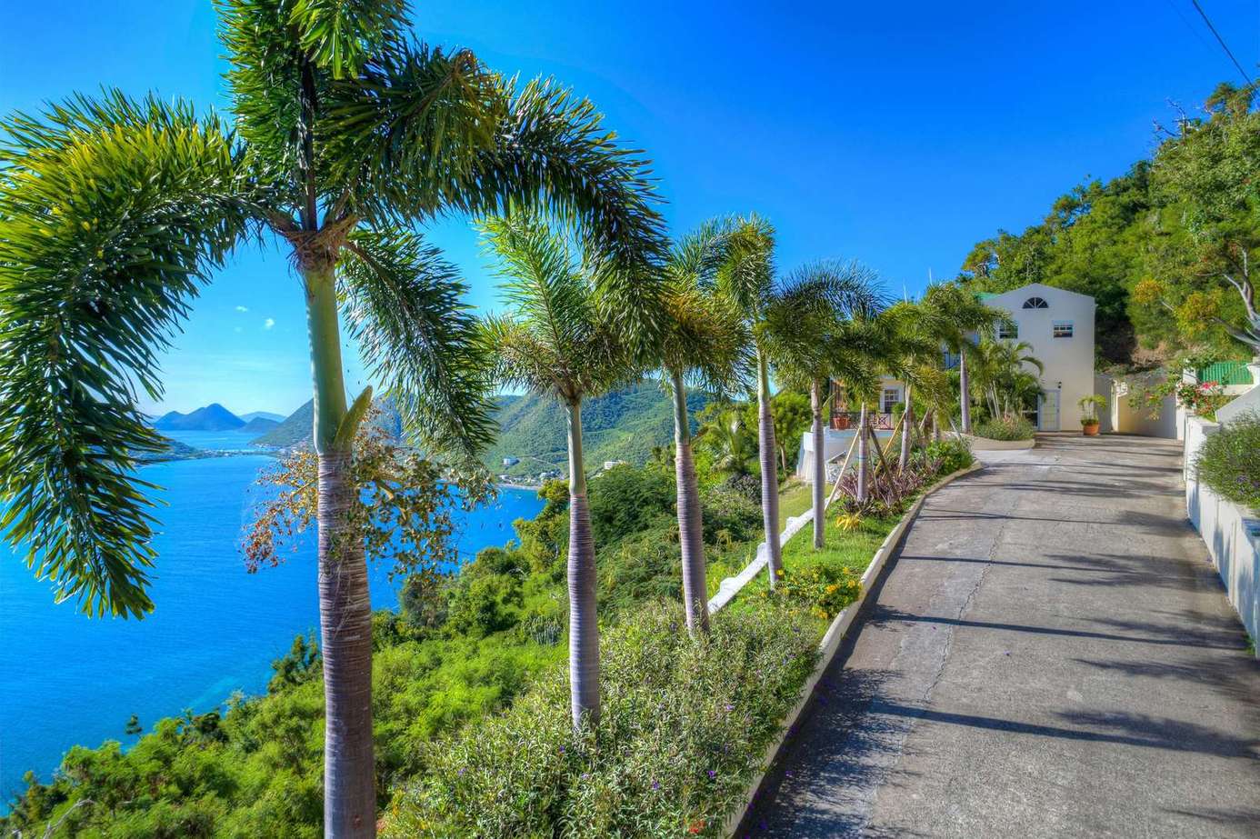 Scenic coastal pathway lined with swaying palm trees