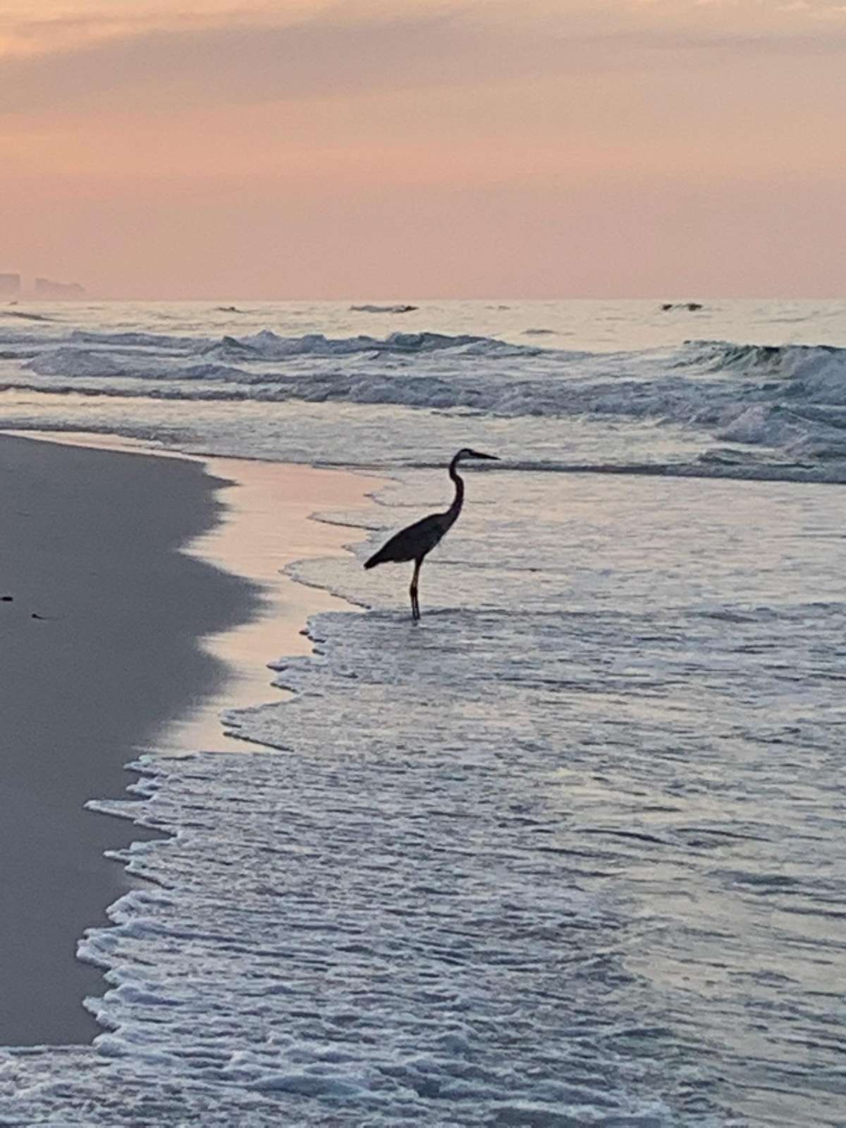 Found a friend while strolling down the beach