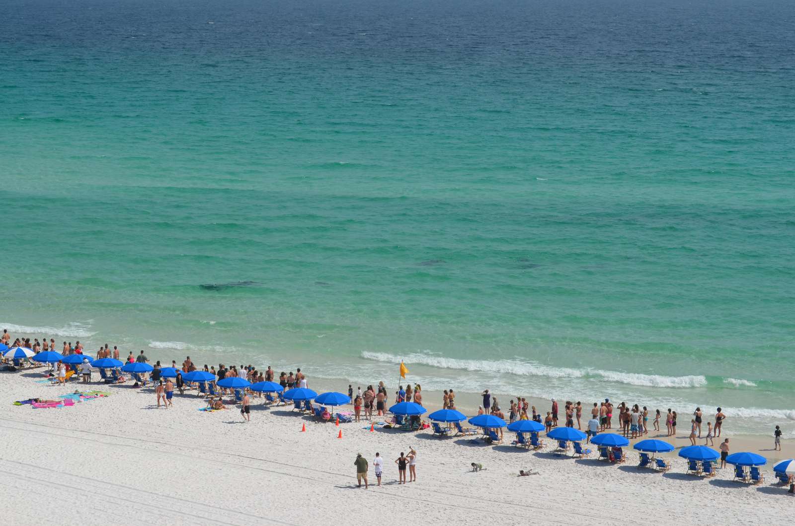 Watch the dolphins swim from the balcony
