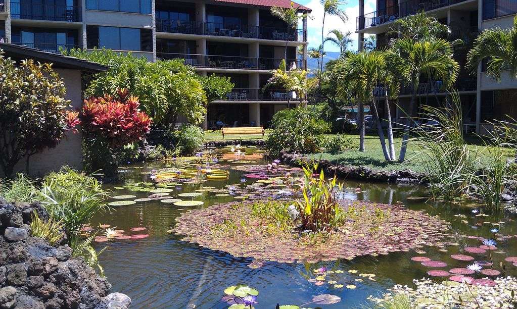 koi ponds at Papkea