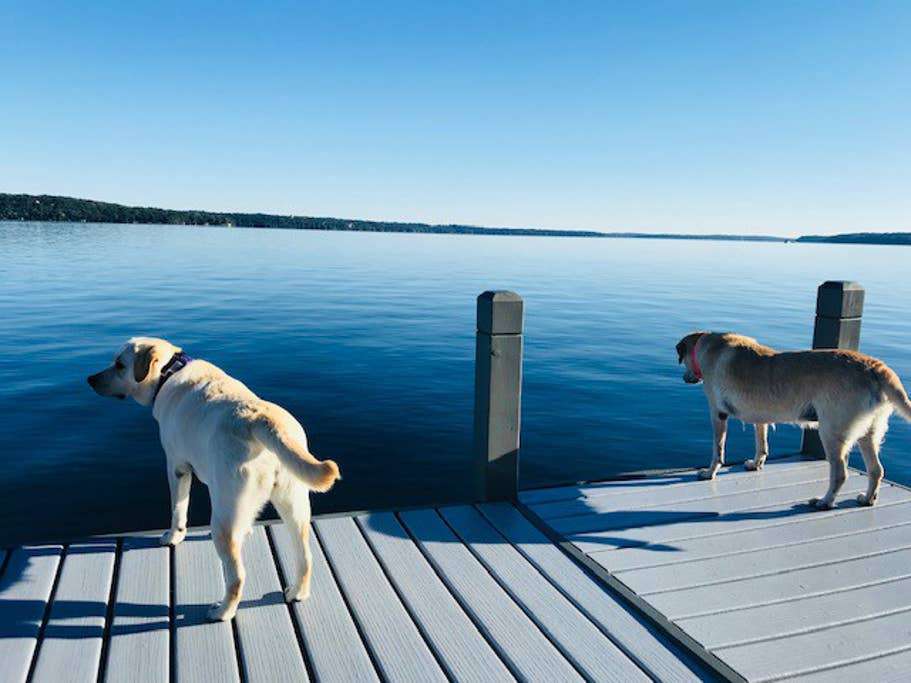 Bring Your Dog!