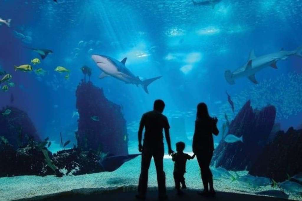 Texas State Aquarium
