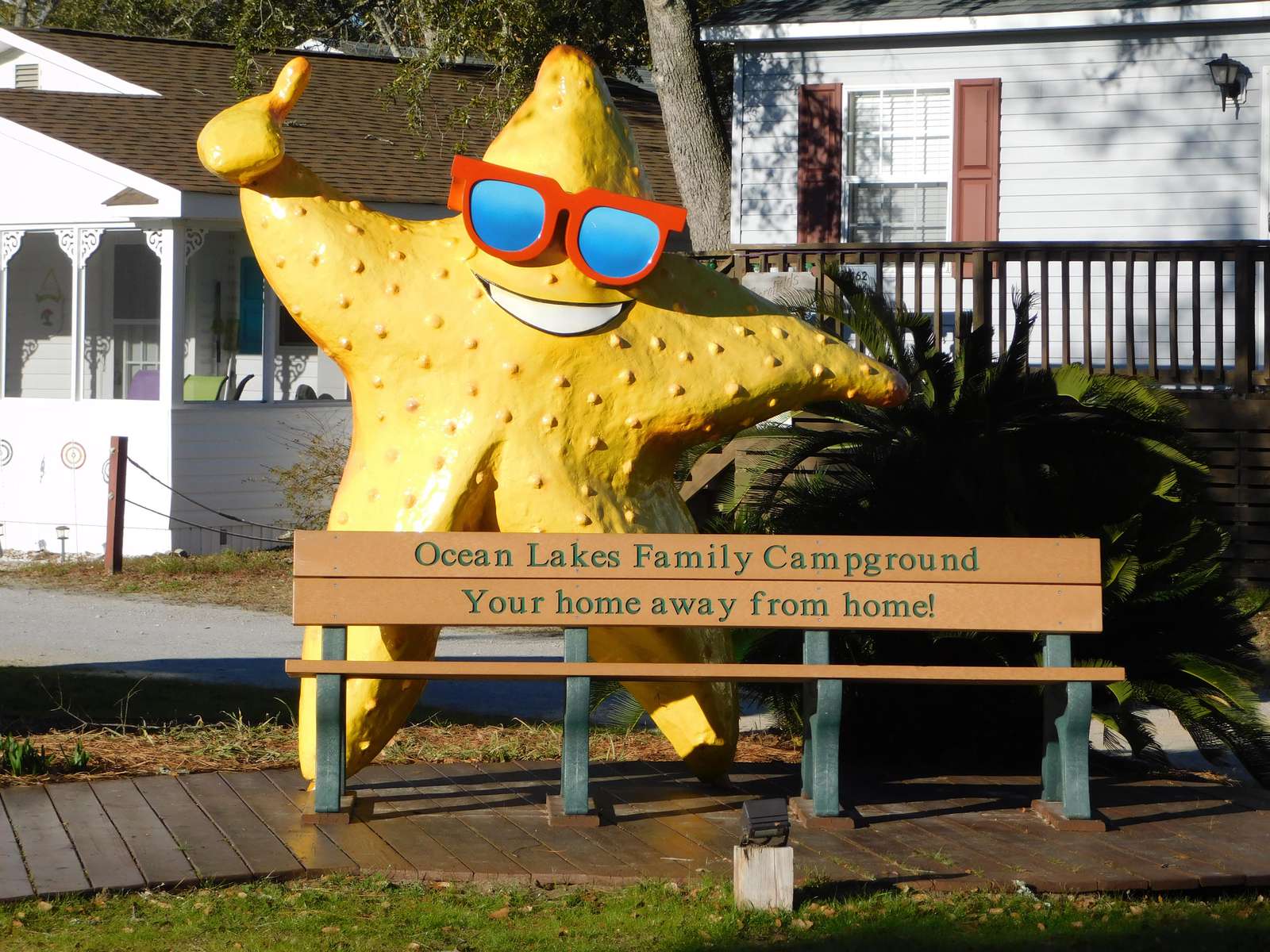 Sandy Starfish