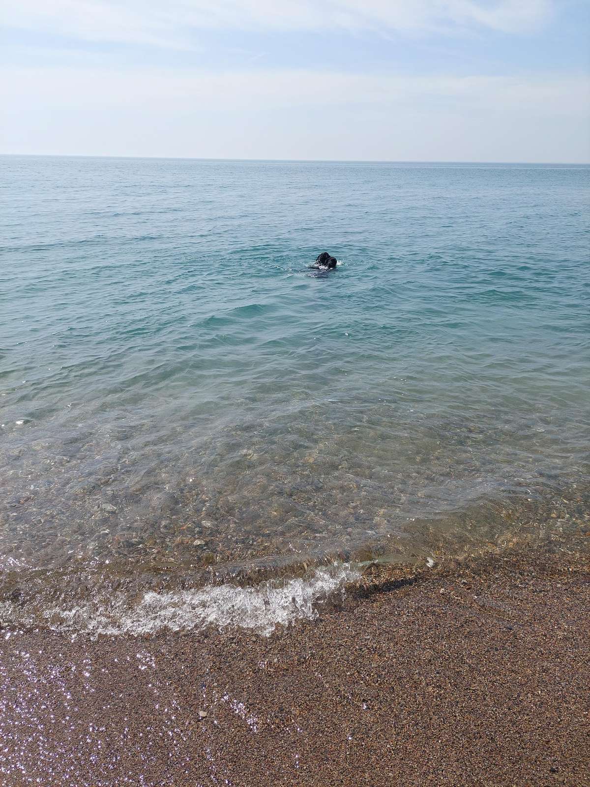 Clear lake water laps gently on a pebbled shore under a pale blue sky, with a black dog swimming nearby.