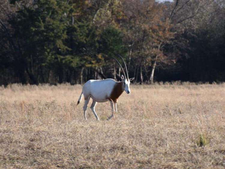 RV Spot on *Exotic Animal Ranch* Campground. BRING YOUR RV Preview 0